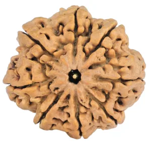 8 Mukhi Rudraksha 29.4mm 5.85gm - Rudraksha