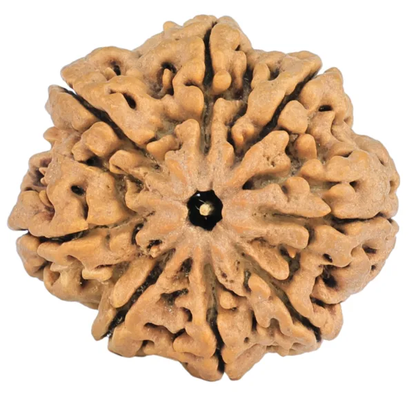 8 Mukhi Rudraksha 29.4mm 5.85gm - Rudraksha