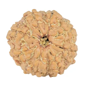 8 Mukhi Rudraksha 24mm 3.99gm - Rudraksha