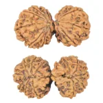 12 MK Gaurishankar 40.3mm 7.67gm - Rudraksha