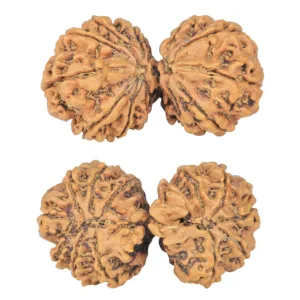 12 MK Gaurishankar 40.3mm 7.67gm - Rudraksha