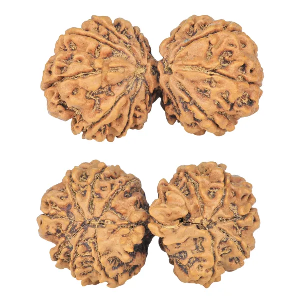 12 MK Gaurishankar 40.3mm 7.67gm - Rudraksha