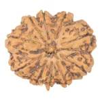 10 Mukhi Rudraksha 32.2mm 8.27gm - Rudraksha
