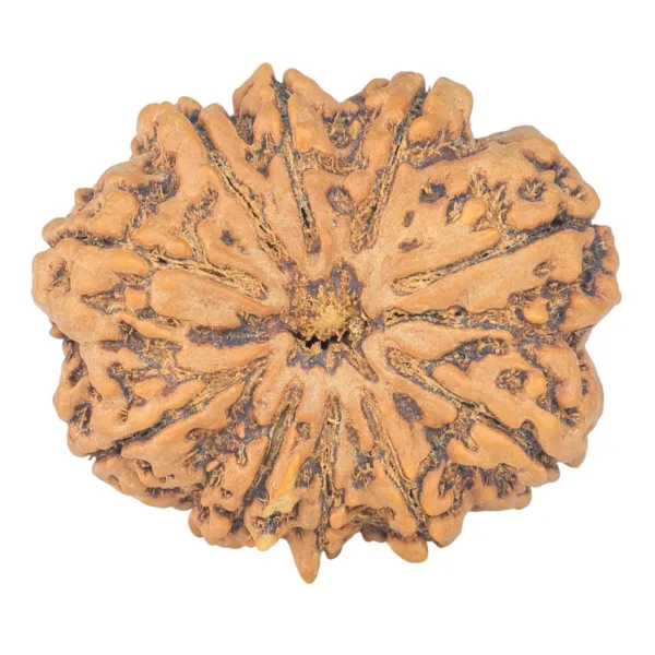 10 Mukhi Rudraksha 32.2mm 8.27gm - Rudraksha