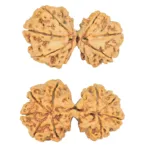 9 MK Gaurishankar 37.6mm 6.56gm - Rudraksha