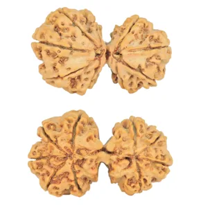 9 MK Gaurishankar 37.6mm 6.56gm - Rudraksha
