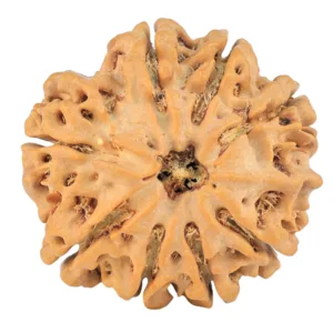 8 Mukhi Ganesh 26.7mm 5.54gm - Rudraksha