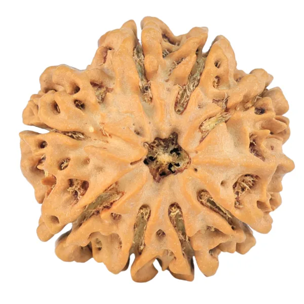 8 Mukhi Ganesh 26.7mm 5.54gm - Rudraksha