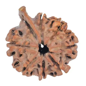 8 Mukhi Ganesh 27.4mm 4.26gm - Rudraksha