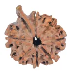 8 Mukhi Ganesh 27.4mm 4.26gm - Rudraksha