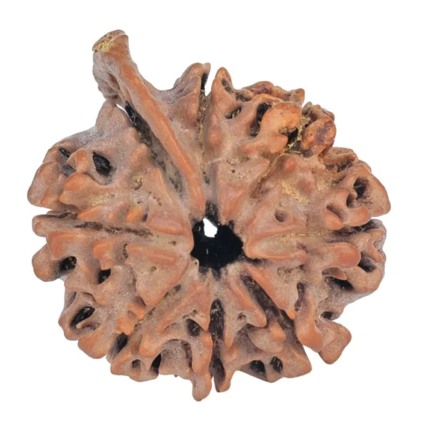 8 Mukhi Ganesh 27.4mm 4.26gm - Rudraksha