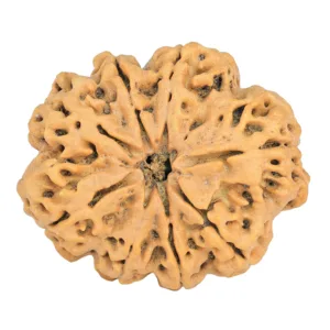 8 Mukhi Rudraksha 32.3mm 7.5gm - Rudraksha