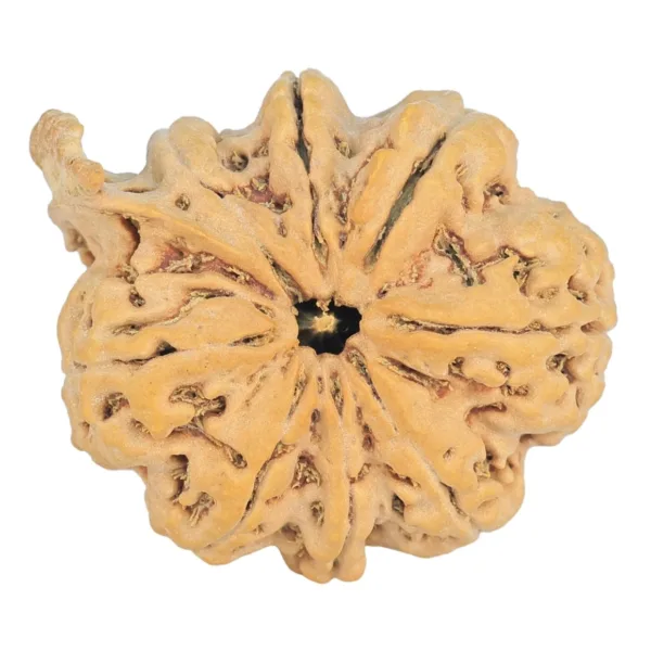 8 Mukhi Ganesh 31.8mm 5.77gm - Rudraksha