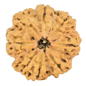 8 Mukhi Rudraksha 29.1mm 5.73gm - Rudraksha