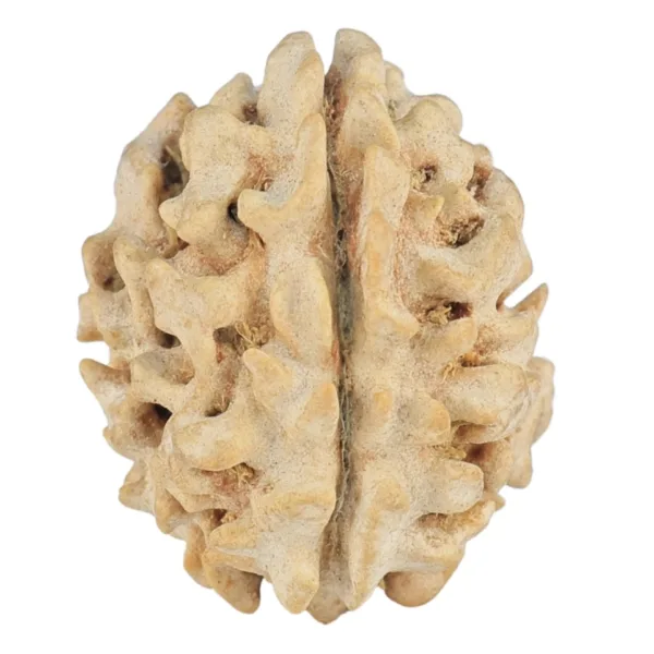 1 Mukhi Rudraksha 19.2mm 1.88gm - Rudraksha