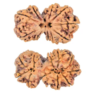10 Mk Gaurishankar 40.1mm 9.31gm - Rudraksha