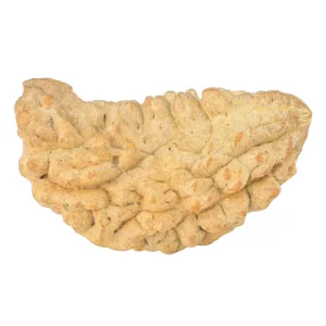 1 Mukhi Rudraksha 38.5mm 5.88gm - Rudraksha