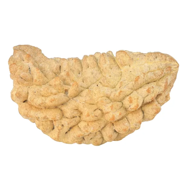 1 Mukhi Rudraksha 38.5mm 5.88gm - Rudraksha
