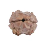 2 Mukhi Rudraksha 13.1mm 0.54gm - Rudraksha