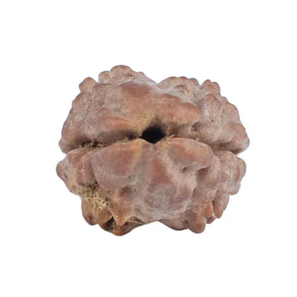 2 Mukhi Rudraksha 13.1mm 0.54gm - Rudraksha