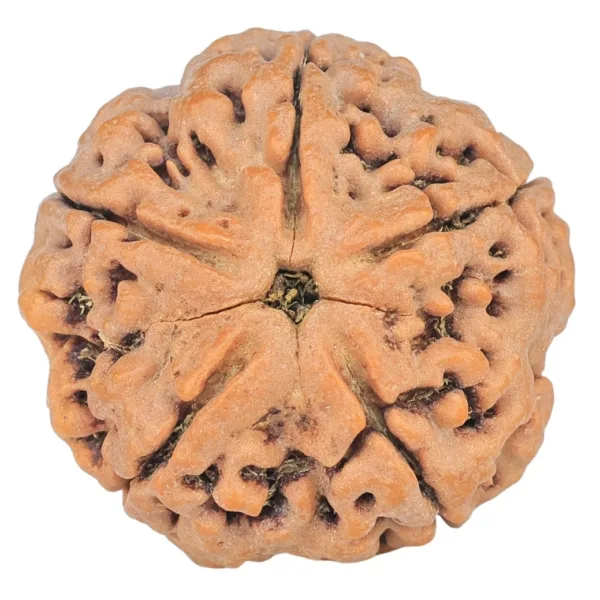 5 Mukhi Rudraksha 29.6mm 9.58gm - Rudraksha