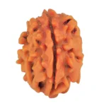 1 Mukhi Rudraksha 22.9mm 2.92gm - Rudraksha
