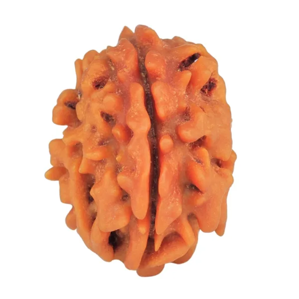 1 Mukhi Rudraksha 22.9mm 2.92gm - Rudraksha