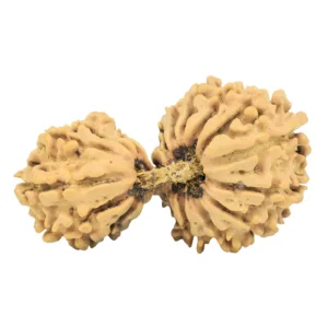 19 MK Gaurishankar 39.1mm 5.49gm - Rudraksha