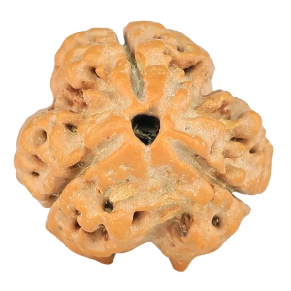 3 Mukhi Rudraksha 20mm 2.42gm - Rudraksha