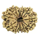 14 Mukhi Rudraksha 26.2mm 2.53gm - Rudraksha