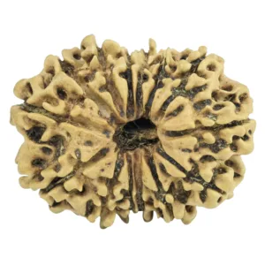 14 Mukhi Rudraksha 26.2mm 2.53gm - Rudraksha