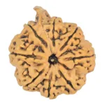 8 Mukhi Ganesh 29mm 4.64gm - Rudraksha
