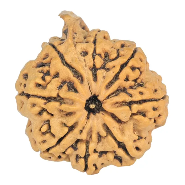 8 Mukhi Ganesh 29mm 4.64gm - Rudraksha