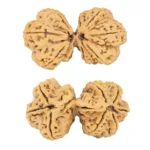9 Mukhi Mini Trijuti 42.7mm 9.93gm - Rudraksha