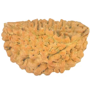 1 Mukhi Rudraksha 36.1mm 5.88gm - Rudraksha