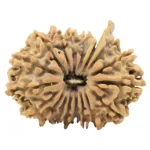 18 Mukhi Ganesh 32.3mm 5.11gm - Origin: Nepal - Rudraksha