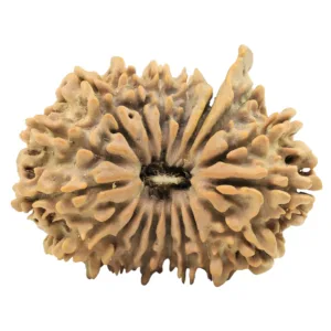 18 Mukhi Ganesh 32.3mm 5.11gm - Origin: Nepal - Rudraksha