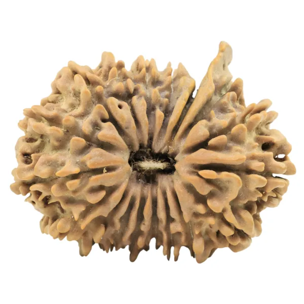 18 Mukhi Ganesh 32.3mm 5.11gm - Origin: Nepal - Rudraksha
