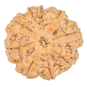 8 Mukhi Rudraksha 29.8mm 8.18gm - Rudraksha
