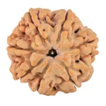 7 Mukhi Rudraksha 28.8mm 7.38gm - Rudraksha