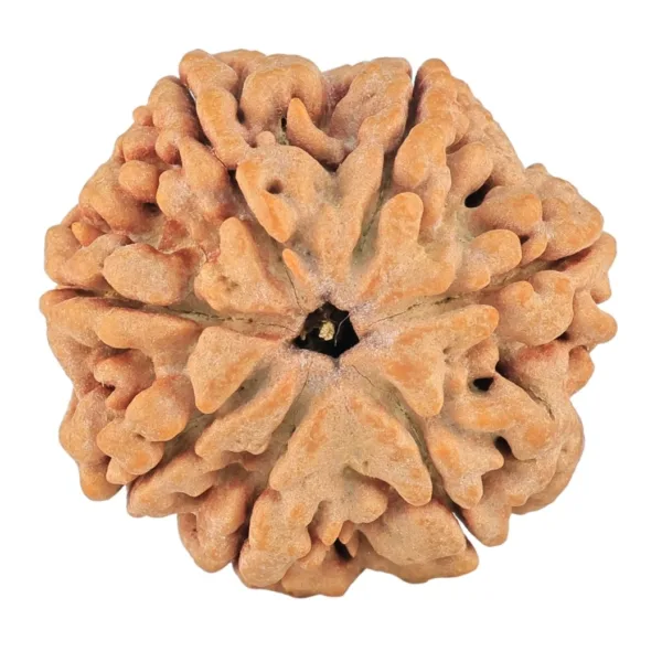 7 Mukhi Rudraksha 28.8mm 7.38gm - Rudraksha