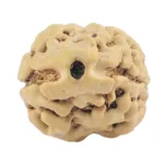 2 Mukhi Rudraksha 24.2mm 2.21gm - Origin: Nepal - Rudraksha