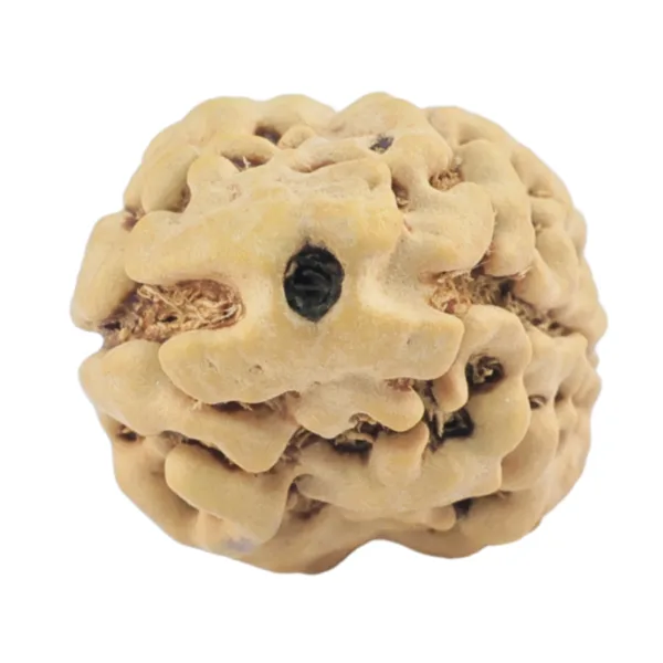 2 Mukhi Rudraksha 24.2mm 2.21gm - Origin: Nepal - Rudraksha