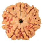 7 Mukhi Rudraksha 26.8mm 6.22gm - Rudraksha