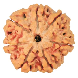 7 Mukhi Rudraksha 26.8mm 6.22gm