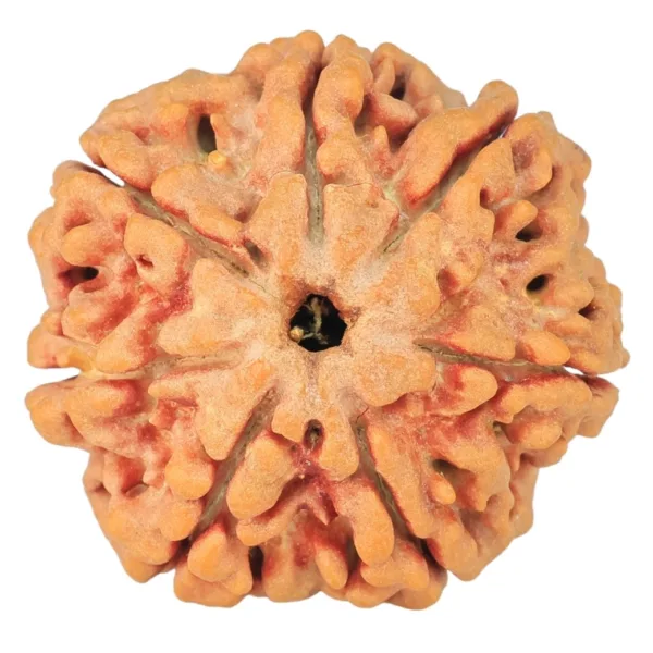 7 Mukhi Rudraksha 26.8mm 6.22gm - Rudraksha