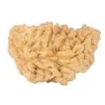 1 Mukhi Rudraksha 34.7mm 6.18gm - Rudraksha