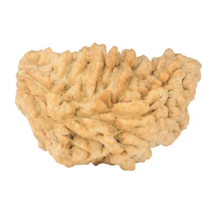 1 Mukhi Rudraksha 34.7mm 6.18gm - Rudraksha