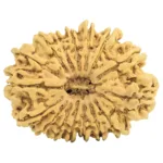 16 Mukhi Rudraksha 32.2mm 4.89gm - Rudraksha