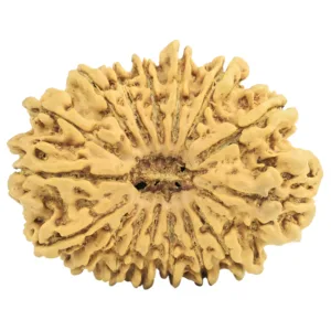 16 Mukhi Rudraksha 32.2mm 4.89gm - Rudraksha